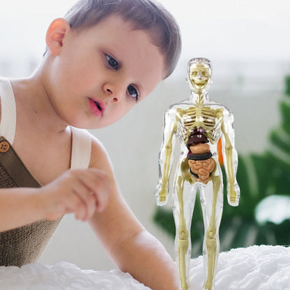 3D human body torso model for kids anatomy model skeleton
